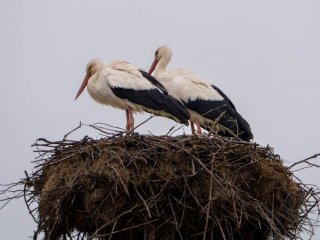Щъркели в царевска Варвара, сваляйте мартениците: ФОТО НА ДЕНЯ