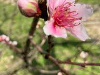 20 градуса от понеделник: Истинска пролет