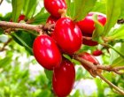 Кой чудодеен плод помага при химиотерапия?