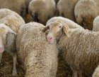 Не съществуват 30-40% от животните, регистрирани в системата на БАБХ
