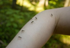 Комарите се обучават да харесват репелент