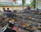Полицията във Виетнам спаси от изяждане над 400 котки