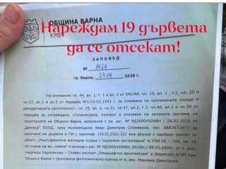   19 дървета сече кметът на Варна заради олигарх 