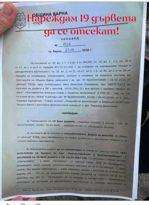   19 дървета сече кметът на Варна заради олигарх 
