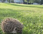   Таралеж в кампуса на НСА - парк №1 на София: ФОТО НА ДЕНЯ  