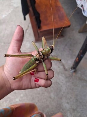 Гигантски скакалци превзеха градове у нас