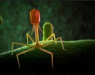 Учени използваха изкуствен интелект, за да създадат нови вируси