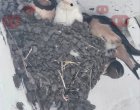 Бяла лястовица се излюпи в Бургас