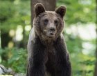 Борино въвежда мерки за мирно съжителство с мечките