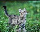 Котките с достъп навън драскат по-малко мебелите и са по-спокойни през нощта