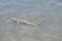 Акули-бебета на плажа в Сейнт Томас: ВИДЕО НА ДЕНЯ