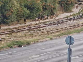 "Невидимата глутница” на път от район Студентски към район Изгрев посред бял ден: Фото на деня