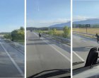 Кон галопира по магистрала "Струма" 