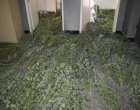 Разкриха модерна наркооранжерия в къща в Змейово