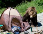 Мечки се оказаха в опасна близост до къмпингари край Локорско 
