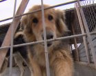Спират приема на кучета в приюта в Горни Богров, доброволците няма да могат да посещават животните 