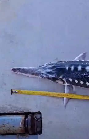Рибари спасиха 200-ата есетра в Черно море, върнаха 130-сантиметровата риба край Варна