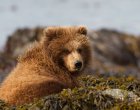 Едногодишно кафяво мече в Аляска: Фото на деня
