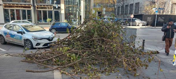  10-и ден дървеса пречат на хората дори в топцентъра