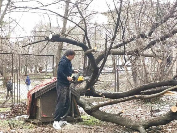 Депутат окастри дървета пред старчески дом