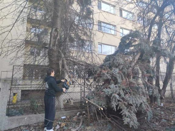 Депутат окастри дървета пред старчески дом