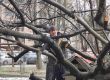 Депутат окастри дървета пред старчески дом