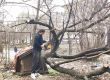 Депутат окастри дървета пред старчески дом