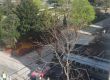  Секат дървета наред в Градската градина