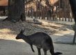 Сидни: Най-зеленият и най-чистият град на света има дискретен чар, който покорява