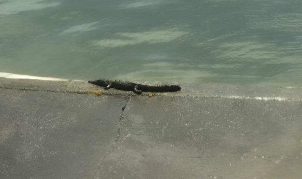 Панама като Турция на 2 континента:Защо шапката всъщност е еквадорска, Каналът, Ф. Гери и още 