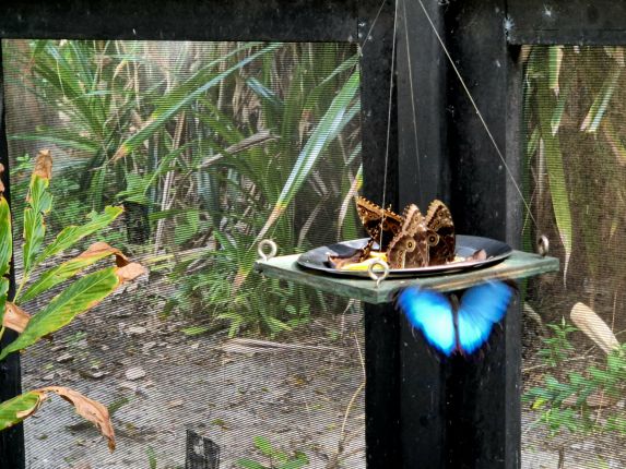 Белиз: Най-големият риф и безкрайното спокойствие 