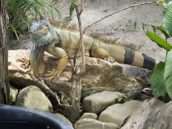 Белиз: Най-големият риф и безкрайното спокойствие 