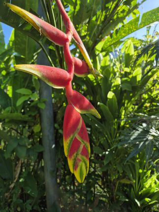 Коста Рика: Какво правим, ако не сме сърфъри и надценена дестинация ли е