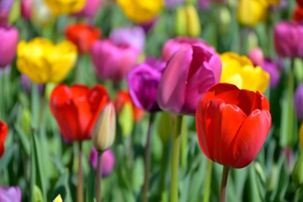 Фестивал на лалетата в НСА (ФОТОГАЛЕРИЯ)