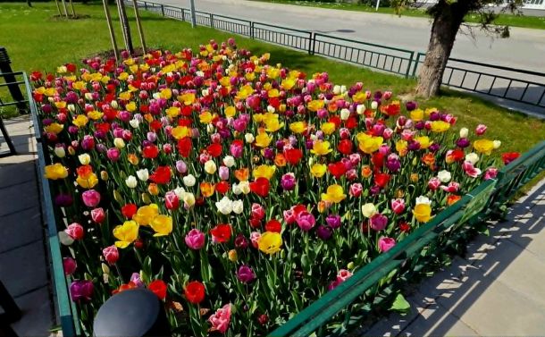 Фестивал на лалетата в НСА (ФОТОГАЛЕРИЯ)