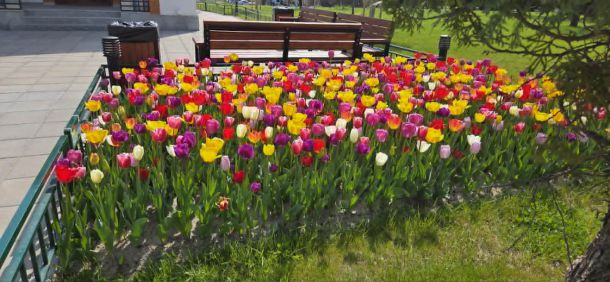 Фестивал на лалетата в НСА (ФОТОГАЛЕРИЯ)