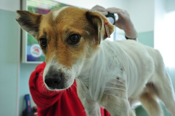 Присаждат кожа на куче в клиниката на Четири лапи