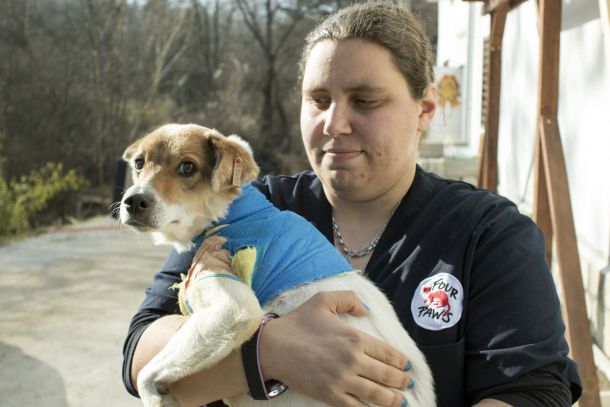 Успешна трансплантация на кожа в клиниката на Четири лапи