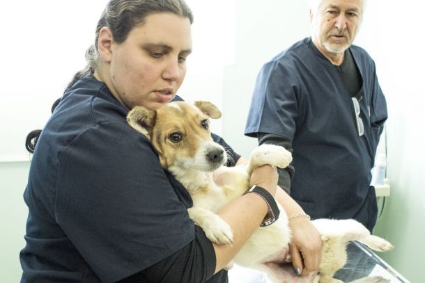 Успешна трансплантация на кожа в клиниката на Четири лапи