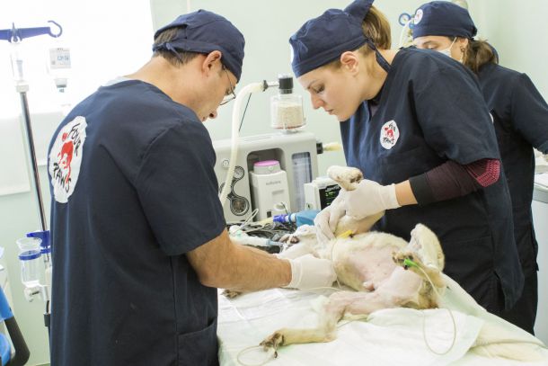 Успешна трансплантация на кожа в клиниката на Четири лапи