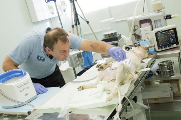 Успешна трансплантация на кожа в клиниката на Четири лапи