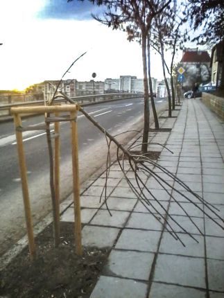 Вандали унищожиха новите дръвчета на бул. Гешов