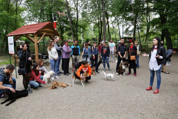 Кучетата в Пловдив тръгнаха на училище