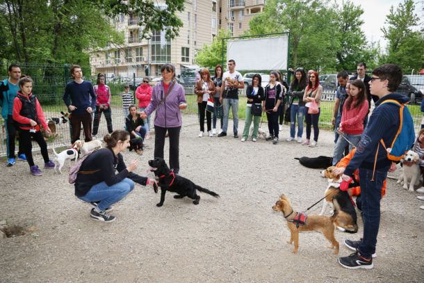 Кучетата в Пловдив тръгнаха на училище
