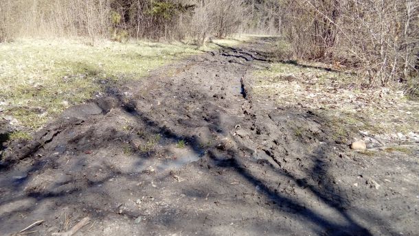 Незаконна сеч в градските паркове 