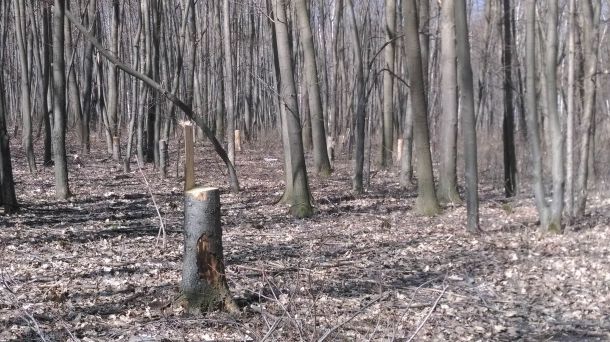Незаконна сеч в градските паркове 