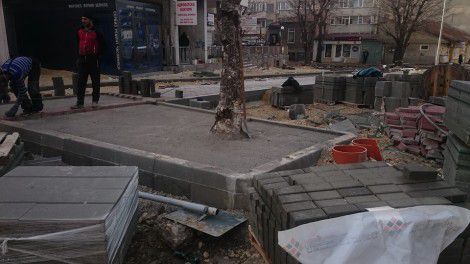    Бетонираха дървета на варненска улица 