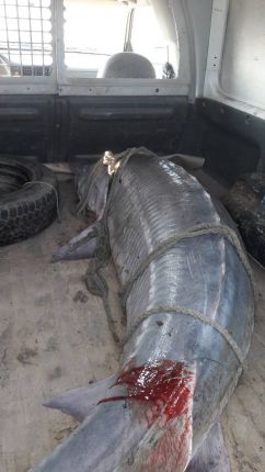 200-килограмова моруна край Силистра