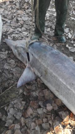 200-килограмова моруна край Силистра