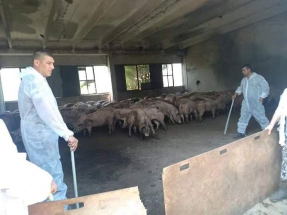 Как умориха прасетата
